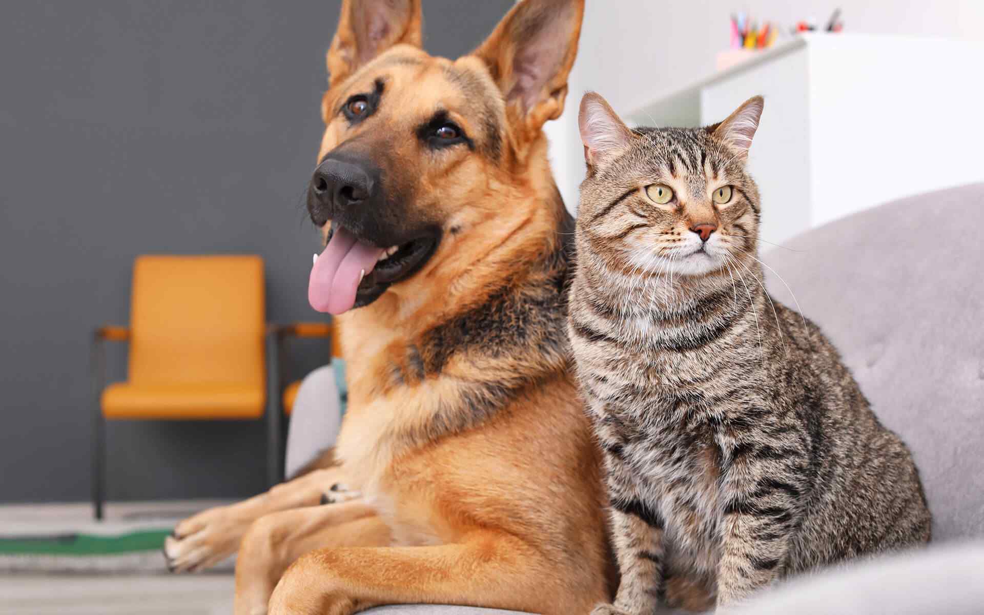 Conheça 7 vantagens de ter um cachorro em casa