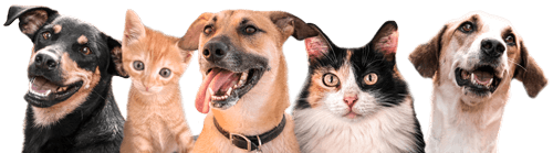 Animais de estimação
